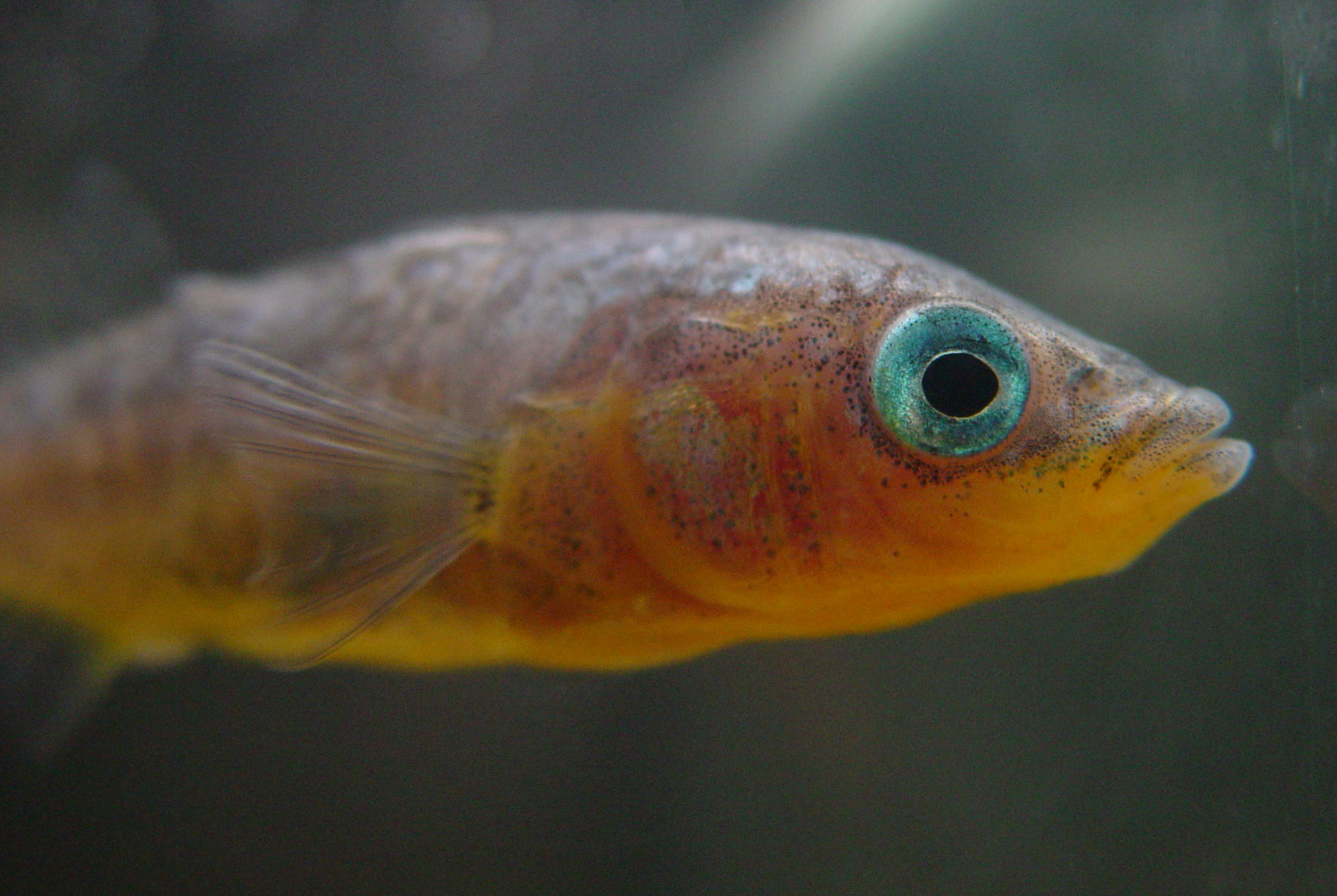 Male stickleback