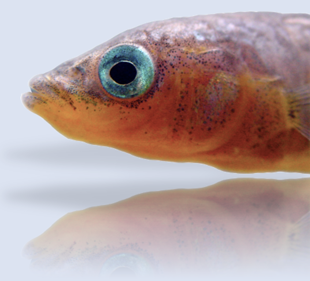 stickleback red2.png