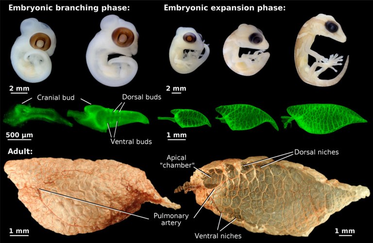 041_Lambertz_AnnNYAcadSci2016_RecentAdvances.jpg